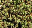 Filename=Orthotrichum_diaphanum_sec.jpg
Filesize=1585KiB
Dimensions=1400x1216
Date added=Jan 17, 2011 Orthotrichum_diaphanum_sec.jpg