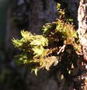 Orthotrichum_lyellii.jpg