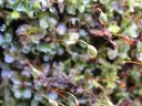 Filename=Rhizomnium_punctatum_capsules.jpg
Filesize=1299KiB
Dimensions=1500x1125
Date added=Mar 23, 2011 Rhizomnium_punctatum_capsules.jpg