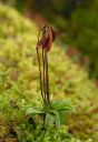 Filename=Rhodobryum_ontariense_fertile.jpg
Filesize=1135KiB
Dimensions=1039x1500
Date added=Jan 17, 2011 Rhodobryum_ontariense_fertile.jpg