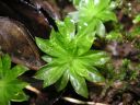 Filename=Rhodobryum_roseum_2.jpg
Filesize=1560KiB
Dimensions=1500x1125
Date added=Jan 17, 2011 Rhodobryum_roseum_2.jpg