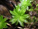 Rhodobryum_roseum_2.jpg