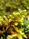 Filename=Rhytidium_rugosum_03.jpg
Filesize=1326KiB
Dimensions=1125x1500
Date added=Jan 18, 2011 Rhytidium_rugosum_03.jpg
