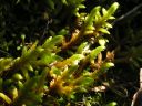 Filename=Rhytidium_rugosum_04.jpg
Filesize=1292KiB
Dimensions=1500x1125
Date added=Jan 17, 2011 Rhytidium_rugosum_04.jpg