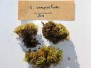 Filename=Sphagnum_compactum.jpg
Filesize=994KiB
Dimensions=1500x1125
Date added=Jan 17, 2011 Sphagnum_compactum.jpg