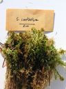 Filename=Sphagnum_contortum.jpg
Filesize=1287KiB
Dimensions=1125x1500
Date added=Jan 17, 2011 Sphagnum_contortum.jpg