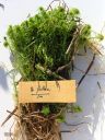 Filename=Sphagnum_fallax.jpg
Filesize=1312KiB
Dimensions=1125x1500
Date added=Jan 17, 2011 Sphagnum_fallax.jpg