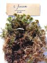 Filename=Sphagnum_fuscum.jpg
Filesize=1421KiB
Dimensions=1125x1500
Date added=Jan 17, 2011 Sphagnum_fuscum.jpg