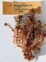 Filename=Sphagnum_magellanicum.jpg
Filesize=1243KiB
Dimensions=1125x1500
Date added=Jan 17, 2011 Sphagnum_magellanicum.jpg