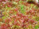 Filename=Sphagnum_rubellum_2.jpg
Filesize=1914KiB
Dimensions=1500x1125
Date added=Jan 17, 2011 Sphagnum_rubellum_2.jpg