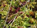 Filename=Sphagnum_sp__pl__Amergau.jpg
Filesize=1699KiB
Dimensions=1500x1125
Date added=Jan 17, 2011 Sphagnum_sp__pl__Amergau.jpg