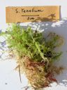 Filename=Sphagnum_tenellum.jpg
Filesize=1238KiB
Dimensions=1125x1500
Date added=Jan 17, 2011 Sphagnum_tenellum.jpg