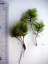 Thamnobryum_alopecurum.jpg