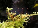 Thamnobryum_alopecurum_fertile.jpg