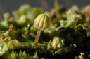 Filename=marchantia_ruderalis_femelle.jpg
Filesize=714KiB
Dimensions=1500x1004
Date added=Jan 18, 2011 marchantia_ruderalis_femelle.jpg