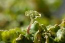 marchantia_ruderalis_male.jpg