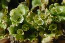 marchantia_ruderalis_vegetattif.jpg