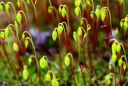 Filename=bryum_capillare.JPG
Filesize=412KiB
Dimensions=2957x1989
Date added=Jul 04, 2011 bryum_capillare.JPG