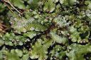 Filename=conocephalum_conicum_3B.JPG
Filesize=772KiB
Dimensions=2539x1687
Date added=Jul 04, 2011 conocephalum_conicum_3B.JPG