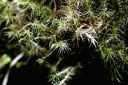 Filename=dicranum_majus.JPG
Filesize=353KiB
Dimensions=2073x1379
Date added=Jul 04, 2011 dicranum_majus.JPG