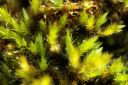 Filename=en_h_3D_bryum_pallens______________en_b_3D___.jpg
Filesize=541KiB
Dimensions=3000x2002
Date added=Jul 04, 2011 en_h_3D_bryum_pallens______________en_b_3D___.jpg