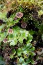 Filename=marchantia_polymorpha.JPG
Filesize=949KiB
Dimensions=1999x3000
Date added=Jul 04, 2011 marchantia_polymorpha.JPG
