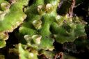 Filename=marchantia_polymorpha2C.JPG
Filesize=648KiB
Dimensions=2655x1770
Date added=Jul 04, 2011 marchantia_polymorpha2C.JPG