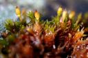 Filename=orthotrichum_cupulatum.JPG
Filesize=420KiB
Dimensions=3000x2002
Date added=Jul 04, 2011 orthotrichum_cupulatum.JPG