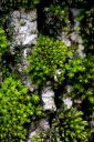 Filename=orthotrichum_speciosum.JPG
Filesize=816KiB
Dimensions=2005x3000
Date added=Jul 04, 2011 orthotrichum_speciosum.JPG