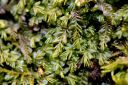Filename=pedinophyllum_interuptum.jpg
Filesize=596KiB
Dimensions=3000x2001
Date added=Jul 04, 2011 pedinophyllum_interuptum.jpg