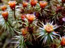 Filename=polytrichum_formosum.JPG
Filesize=390KiB
Dimensions=2272x1704
Date added=Jul 04, 2011 polytrichum_formosum.JPG