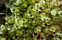 Filename=rhizomnium_____.JPG
Filesize=409KiB
Dimensions=2129x1413
Date added=Jul 04, 2011 rhizomnium_____.JPG