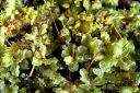 Filename=rhizomnium_punctatum.JPG
Filesize=526KiB
Dimensions=2541x1689
Date added=Jul 04, 2011 rhizomnium_punctatum.JPG