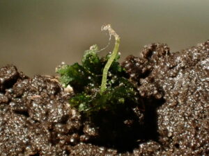 Anthoceros agrestis