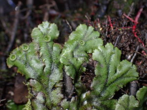 Marchantia polymorpha
