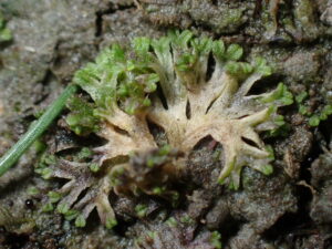 Riccia huberiana