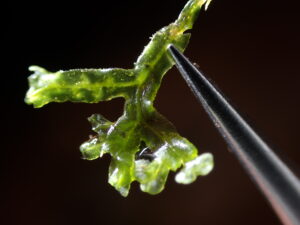 Metzgeria furcata