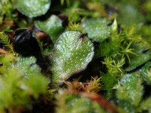 Targionia hypophylla