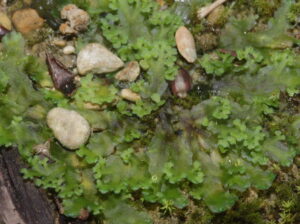 Apopellia endivifolia