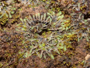 Riccia sorocarpa