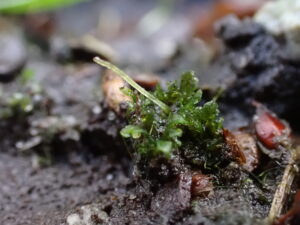 Anthoceros agrestis