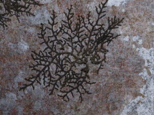 Frullania dilatata