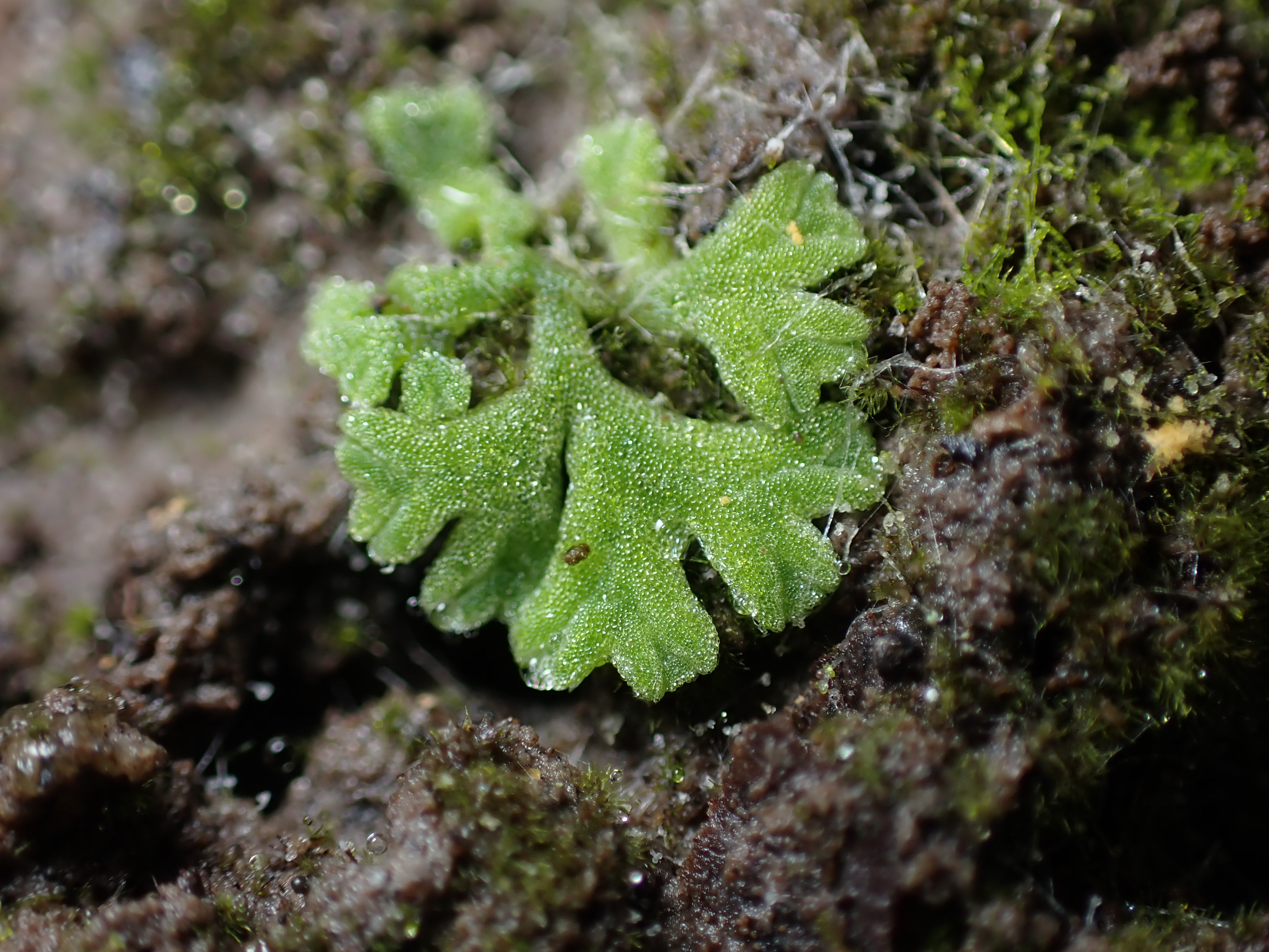 Riccia glauca