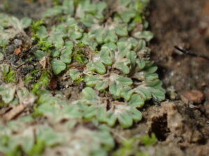 Riccia sorocarpa