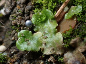 Lunularia cruciata