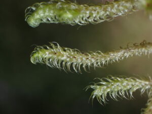 Rhytidiadelphus squarrosus