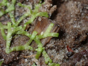 Riccia fluitans