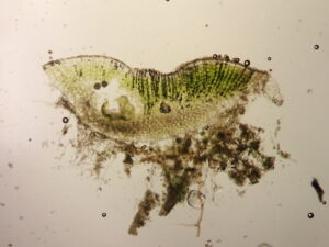Riccia sorocarpa en coupe