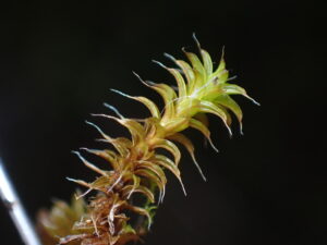 Syntrichia ruralis
