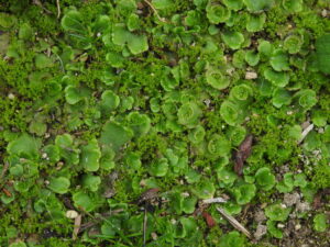 Lunularia cruciata